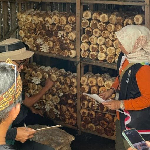 Audit program ketahanan pangan 2025 desa citapen